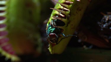 Close up of a fly caught in a Venus Flytrap