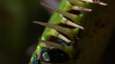 Close up of a fly caught in a Venus Flytrap