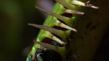 Close up of a fly caught in a Venus Flytrap