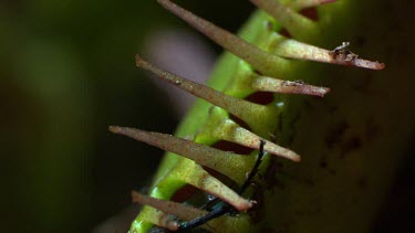 Close up of a fly caught in a Venus Flytrap