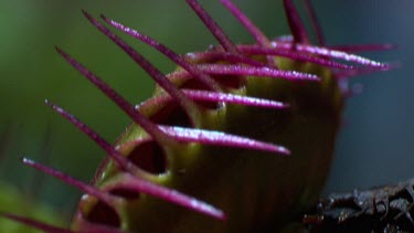 Close up of a fly caught in a Venus Flytrap