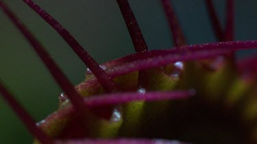 Close up of a fly caught in a Venus Flytrap