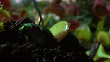 Fly crawling on a Venus Flytrap