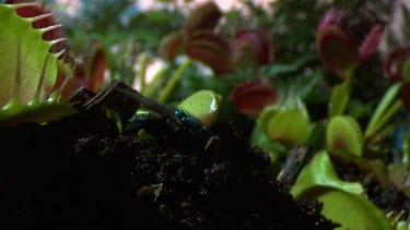 Fly crawling on a Venus Flytrap