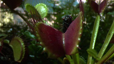 Venus Flytrap catching a fly