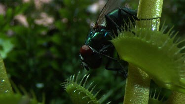 Fly crawling on a Venus Flytrap