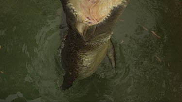 Close up slow motion footage of saltwater crocodile snapping at chicken carcass bait