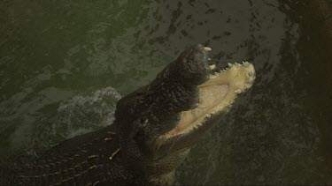 Close up slow motion footage of saltwater crocodile snapping at chicken carcass bait