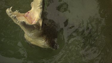 Close up slow motion footage of saltwater crocodile snapping at chicken carcass bait