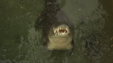 Close up slow motion footage of saltwater crocodile snapping at chicken carcass bait