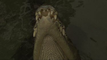 Close up slow motion footage of saltwater crocodile snapping at chicken carcass bait