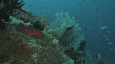 Fusilier and Bumphead Parrotfish on Soft Coral of a reef