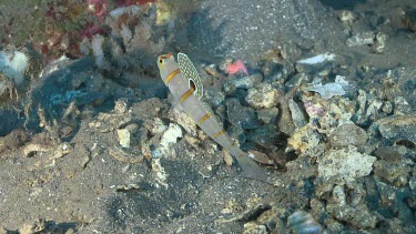 Randall's Shrimp Goby and Snapping Shrimp on a coral reef