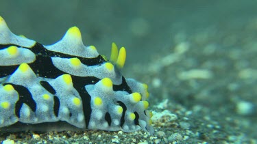 Swollen Phyllidia on the ocean floor