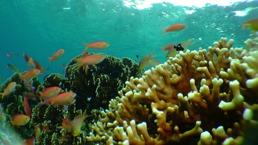 Fish teeming over sunlit coral reef