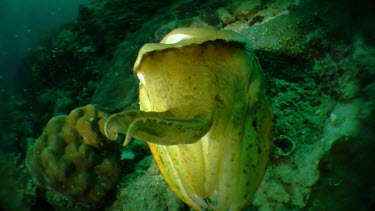 Cuttlefish moving via siphon propulsion