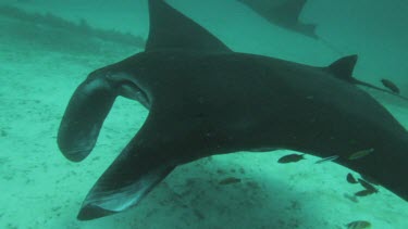 Black and white Manta Rays swimming along the ocean floor