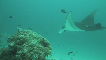 Black and white Manta Rays swimming along the ocean floor