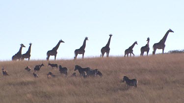 giraffe line crest of hill walking across horizon