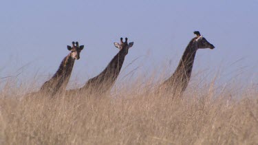 mcu three giraffe neck and head in grasslands savannah