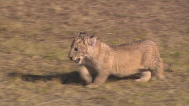 lion cub crying running baby cute following handler lost