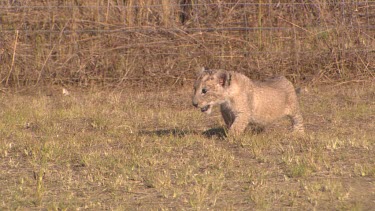 lion cub crying walking baby cute lost