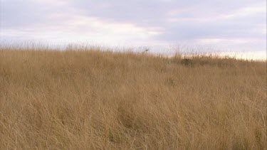 Two cheetah trot across savannah grassland day