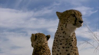 Cheetah pair MCU sit face eyes ears mouth portrait  day  pair mirror image