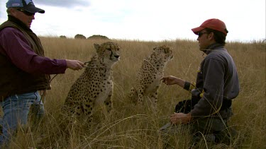 Cheetah pair with handlers keepers making of