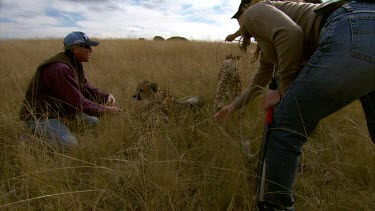 Cheetah pair with handlers keepers making of