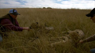 Cheetah pair with handlers keepers making of