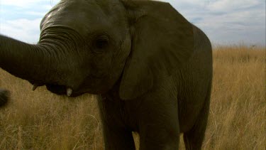 Elephant raising trunk in air walking pan small tusks grasslands savannah day