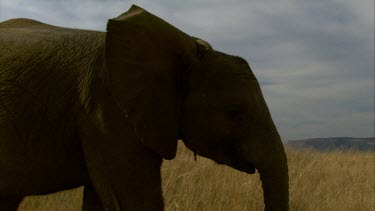 Elephant CU raising ears out frightened   day