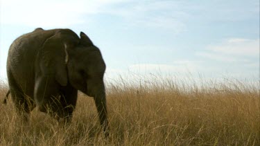 Elephant CU run fast head turn around * day