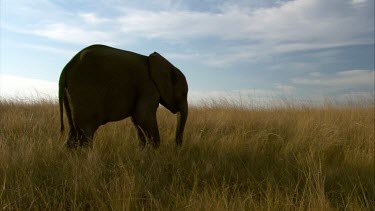 Elephant single walks across horizon trunk up * day
