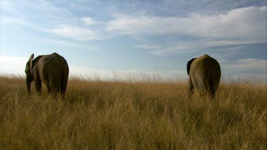 Elephant pair run sky cloud  walks across horizon  * day