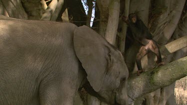 Elephant next to Chimpanzee puzzled communicate optus * sit in tree  alone cute day