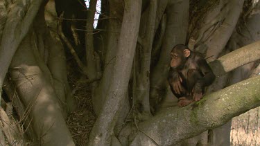 MCU Elephant walks up to Chimpanzee  sit in tree  day