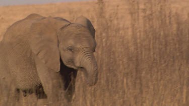 African elephant mammal grey walking strolling trunk raised day