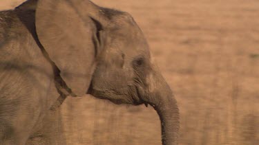 African elephant mammal grey walking strolling trunk raised day