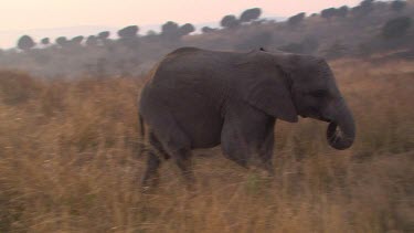 African elephant mammal grey walking strolling eating chewing grass trunk raised day