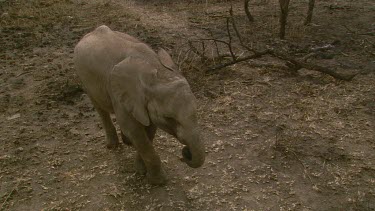 African elephant mammal grey picking up searching foraging trunk eating feeding chewing pacing back and forth leaves dust dry day