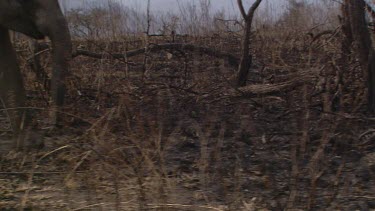 African elephant mammal strolling walking picking jogging CU legs running day