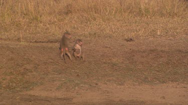 olive baboon primate couple two running following playing chasing reflection in creek dry landscape day