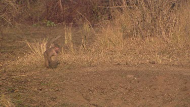 olive baboon primate couple two running following playing chasing searching foraging  dry day