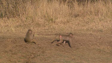 olive baboon baboons primate pair couple playing running fighting waterhole creek day