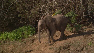 African elephant coming out of bush standing waiting  trunk raised day