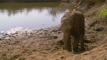 African elephant mammal digging kicking at dirt trunk searching foraging blowing throwing dirt playing day