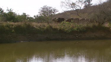 kudu antelope hoofed herd group together family tusks mammal walking strolling waterside river day
