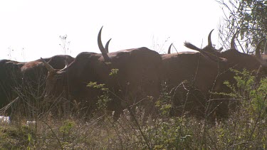 kudu antelope hoofed herd group together family tusks mammal standing still menacing roaming moving day